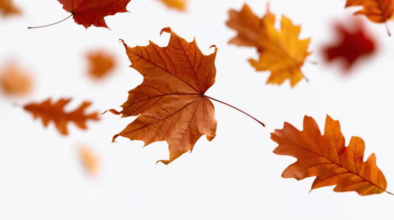 Autumn maple and oak leaves falling against a white background