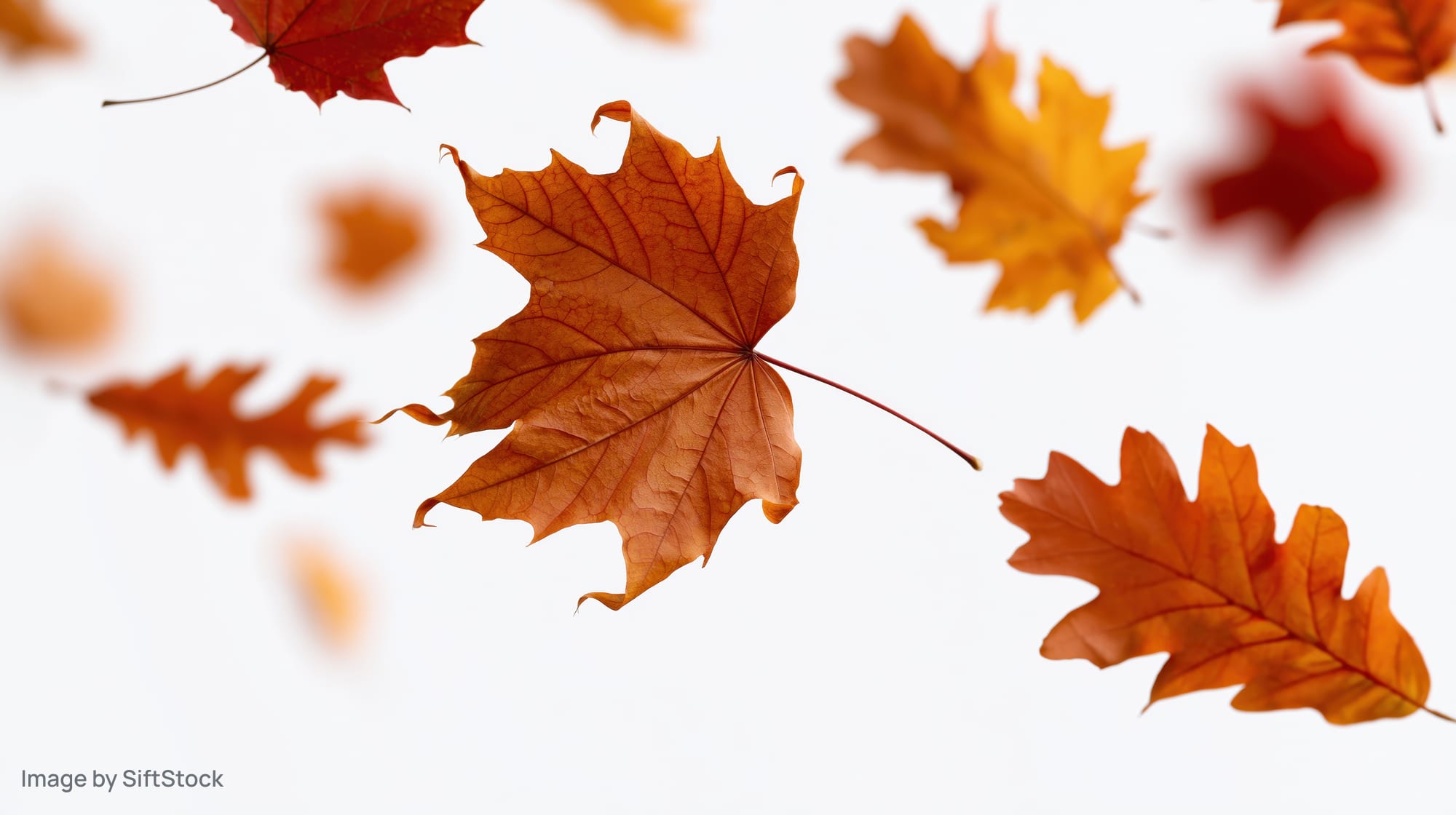Autumn maple and oak leaves falling against a white background