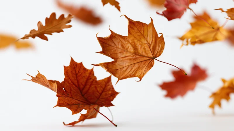Falling maple and oak leaves in autumn colors on white background