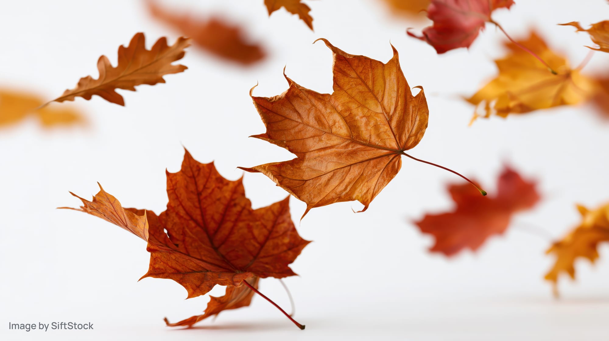 Falling maple and oak leaves in autumn colors on white background