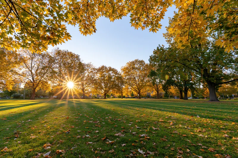 Autumn trees in a city park with sunlight filtering through golden leaves over a grassy field