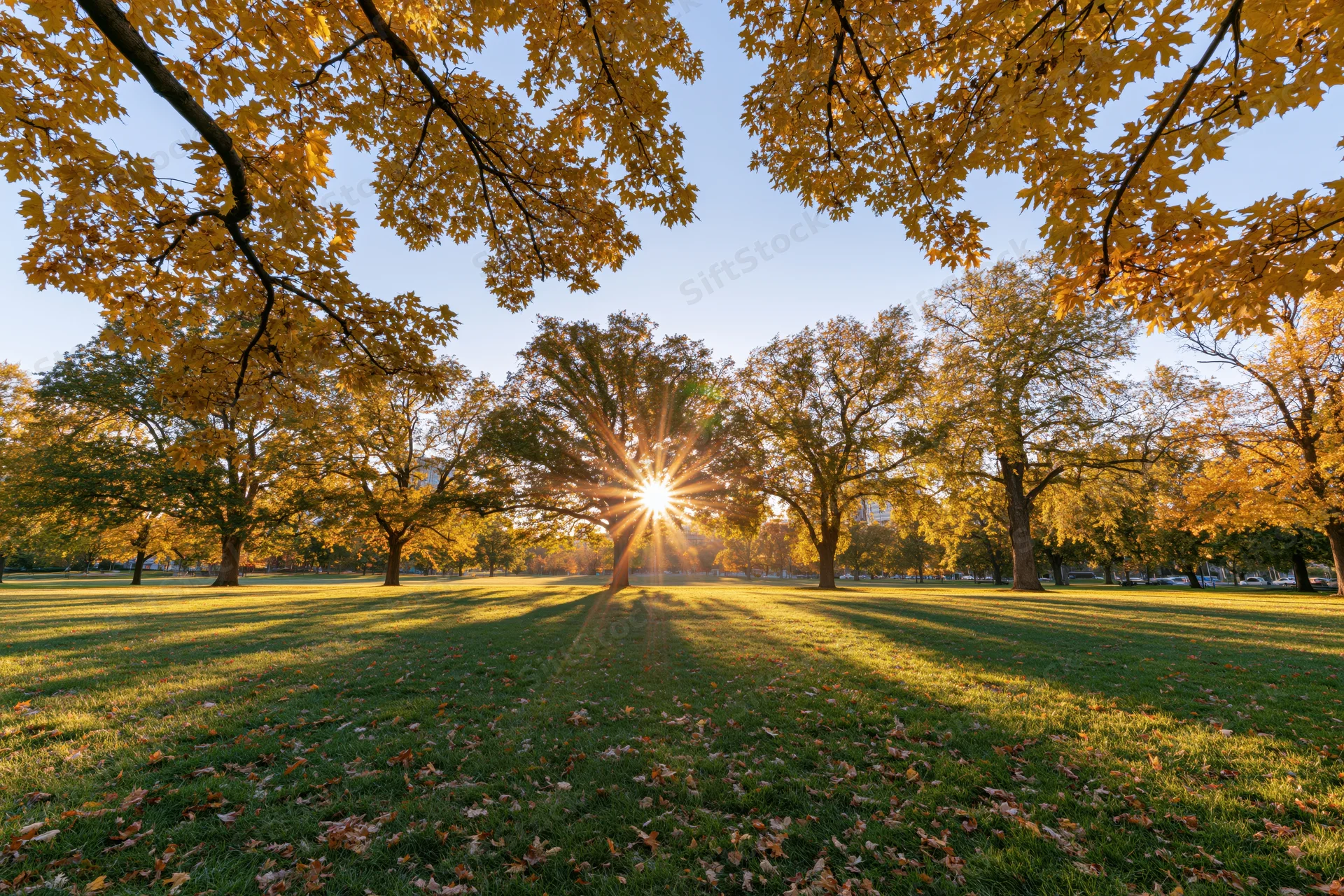 Autumn trees in a city park with sunlight shining through branches over grassy field