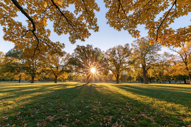 Autumn trees in a city park with sunlight shining through branches over grassy field