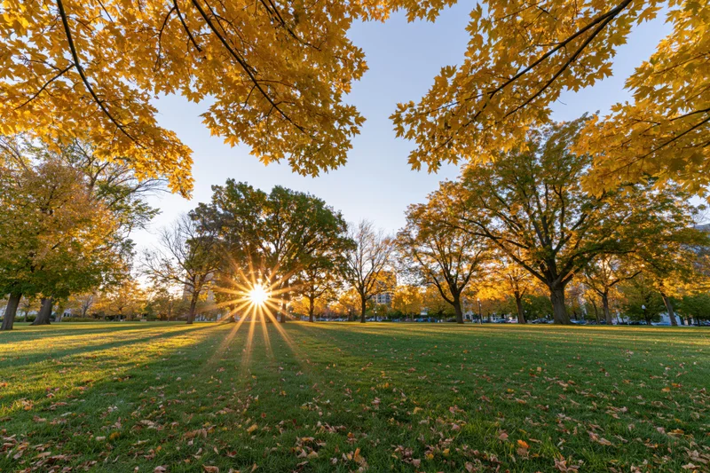 Autumn trees in a city park with sunburst over grassy field