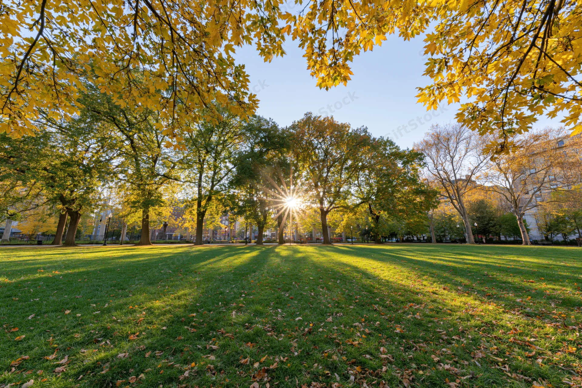 Autumn trees in a city park with sunlight filtering through the canopy onto the grass