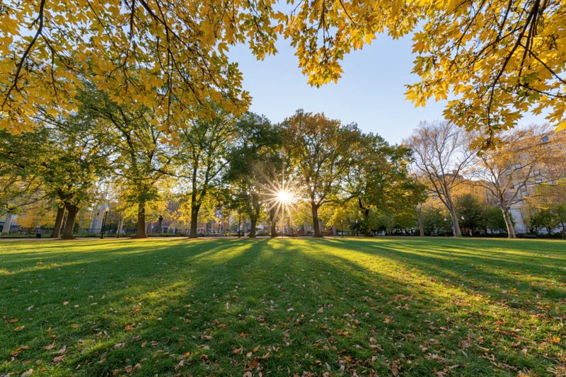 Autumn trees in a city park with sunlight filtering through the canopy onto the grass