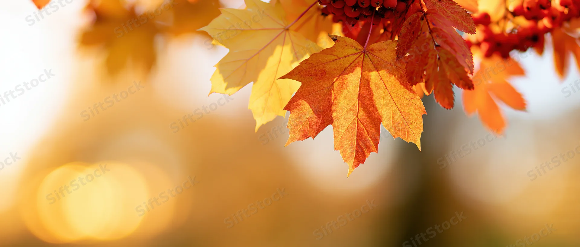 Autumn maple and rowan leaves with berries in sunlight, closeup view with blurred background