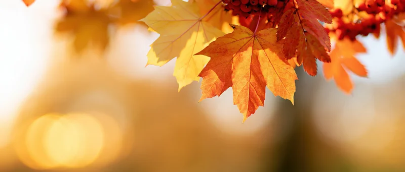 Autumn maple and rowan leaves with berries in sunlight, closeup view with blurred background