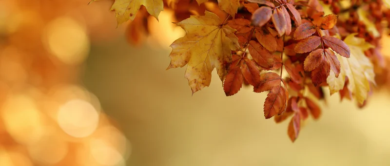 Autumn maple and rowan leaves clustered in the upper right corner against a warm bokeh background