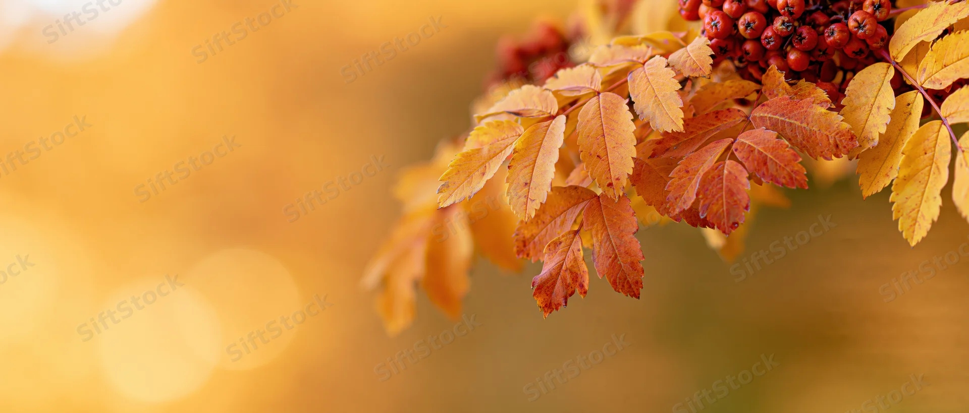 Rowan branch with autumn leaves and berries in warm sunlight, right side of frame, blurred golden background