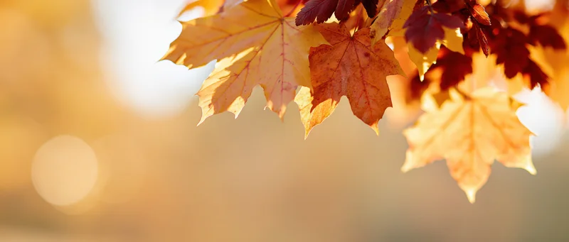 Maple leaves in autumn colors hanging from a branch against a blurred golden background