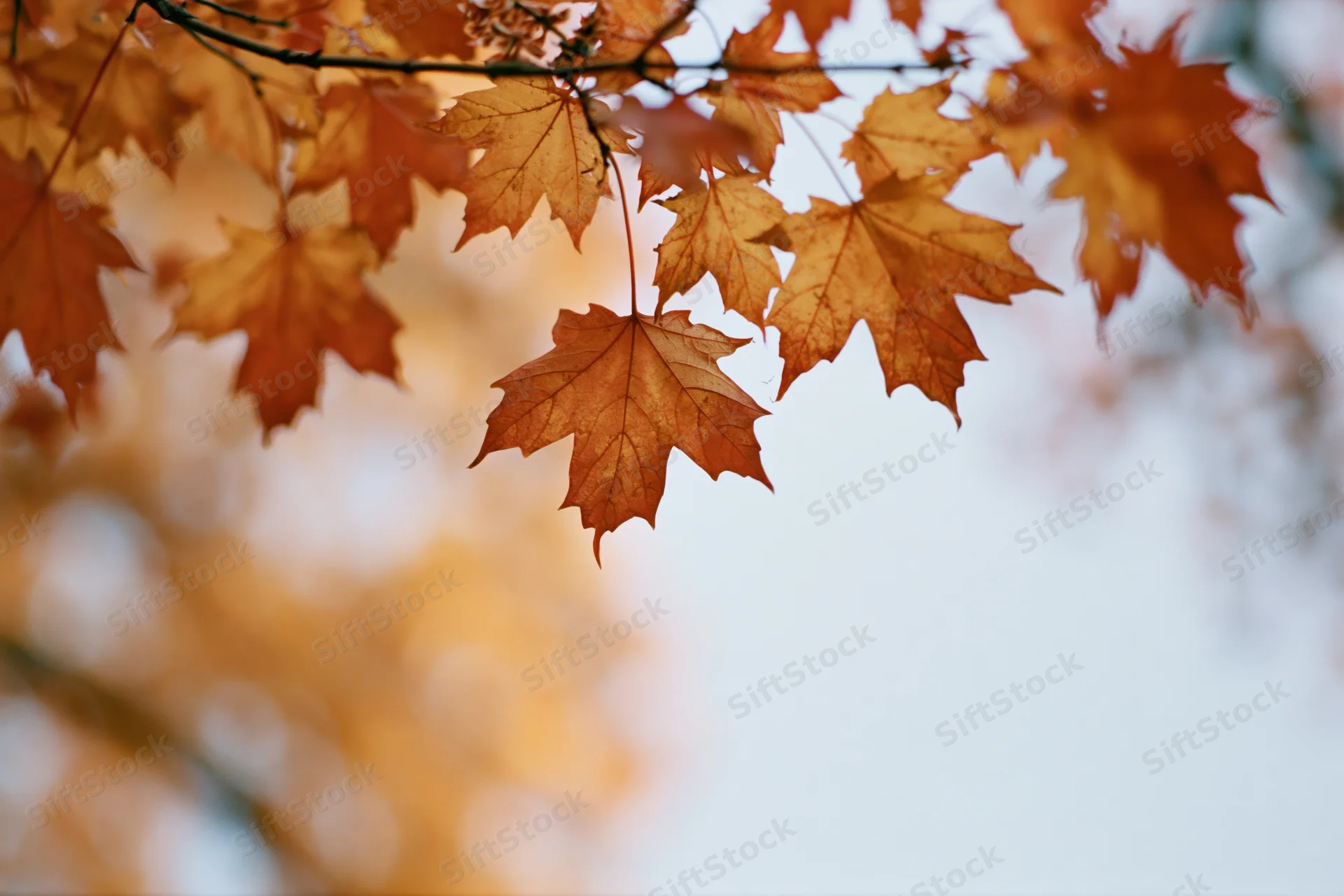 Maple leaves hanging from a branch against a soft sky in autumn