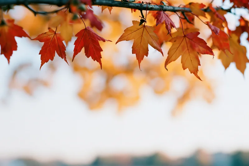 Maple leaves in autumn colors hanging from a branch against a soft blurred sky background