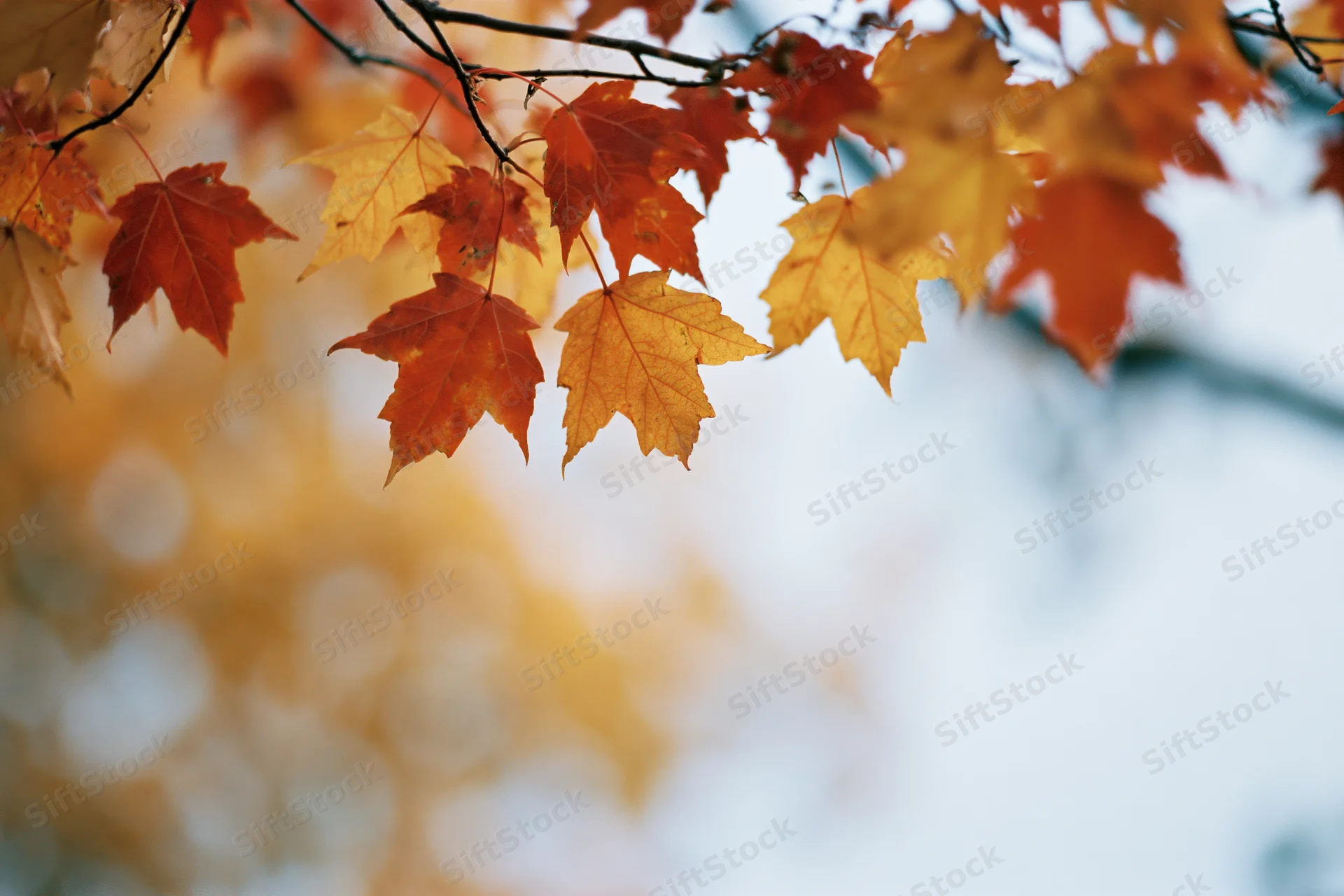 Maple leaves in autumn colors hanging from a branch against a soft sky background