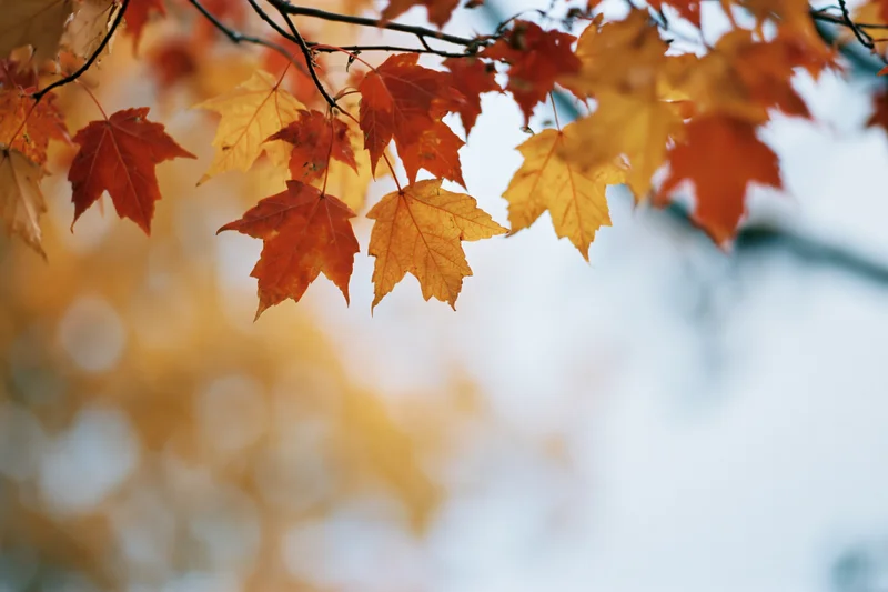Maple leaves in autumn colors hanging from a branch against a soft sky background