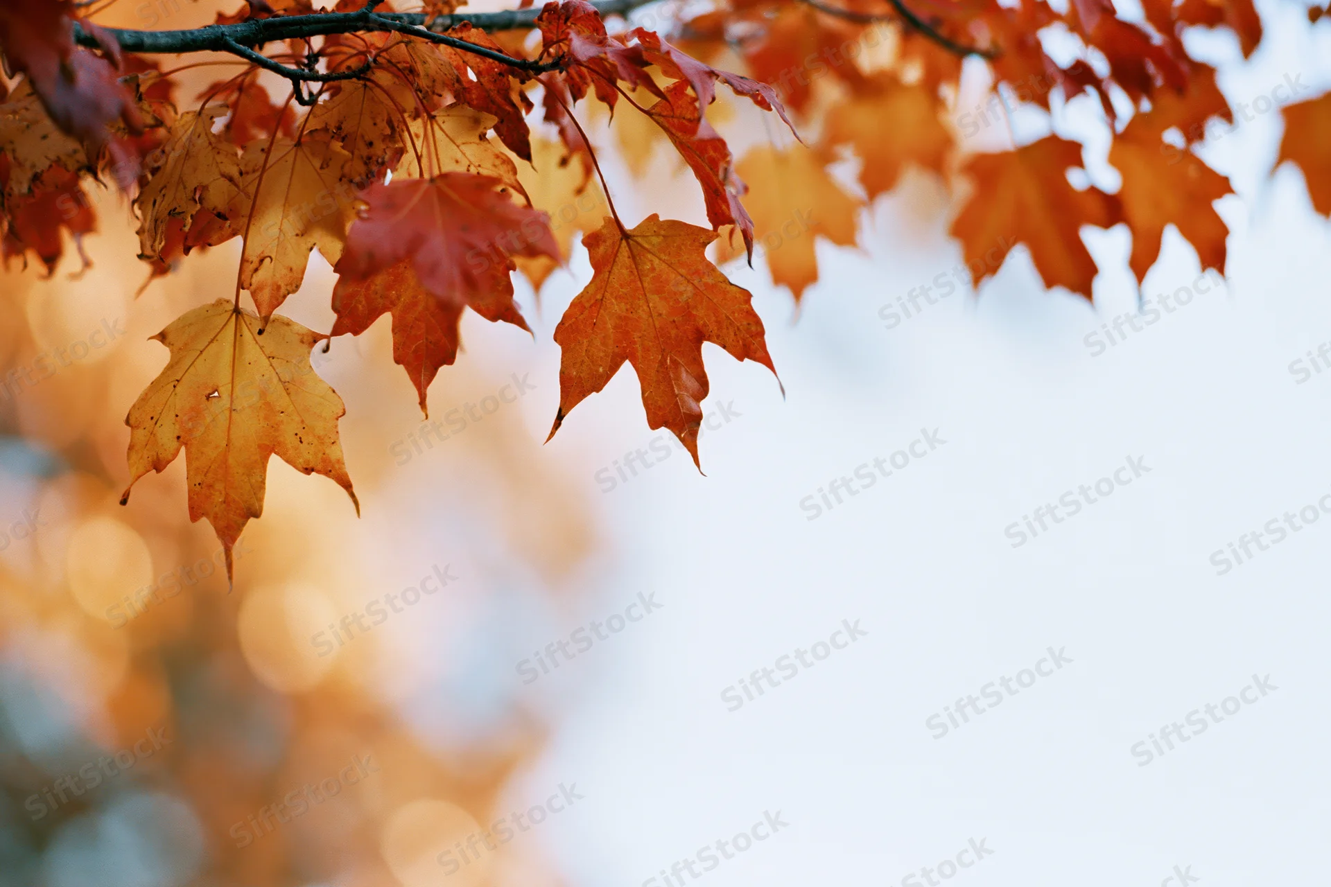 Maple leaves in autumn colors hanging from a branch against a soft sky with bokeh lights and copyspace below