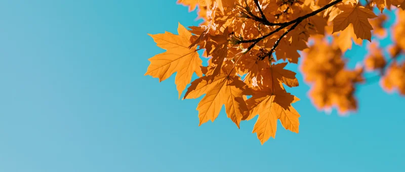 Maple branch with golden-orange leaves against a clear blue sky