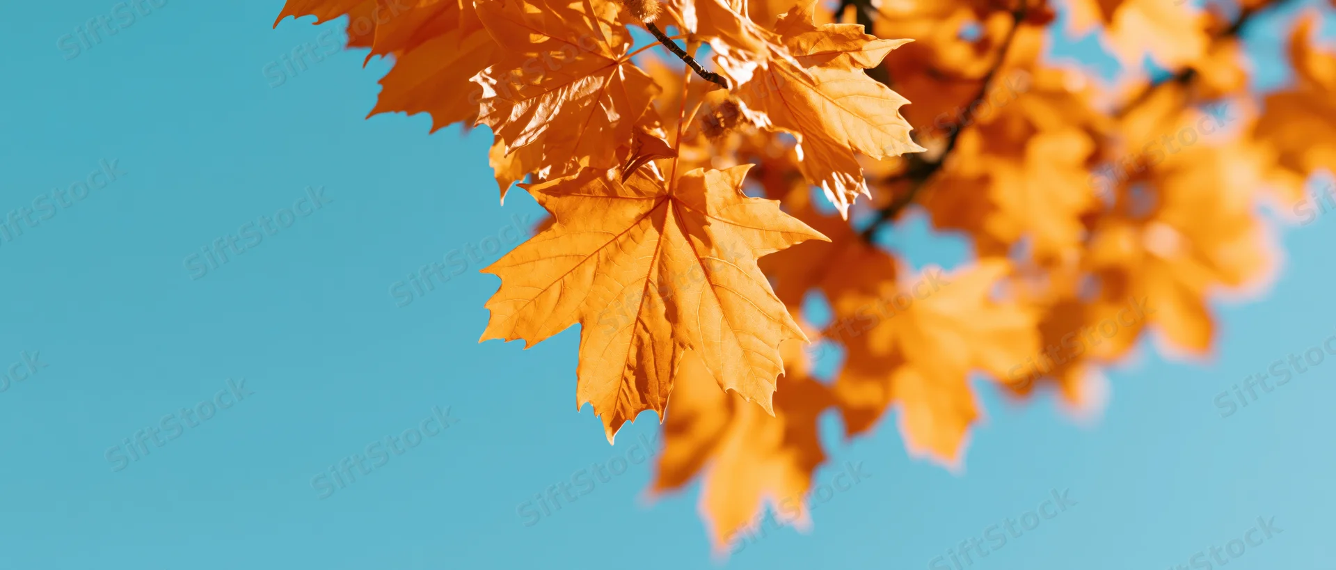 Maple branch with golden-orange leaves against a clear blue sky