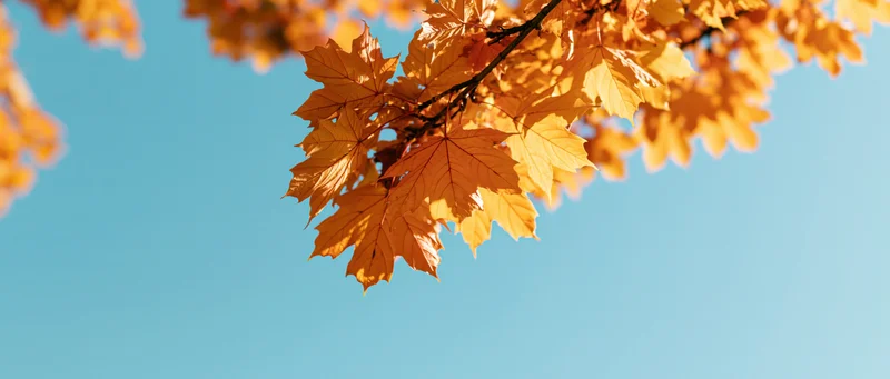 Maple branch with golden-orange leaves against a clear blue sky in autumn