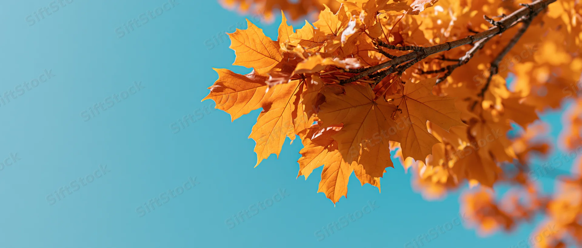 Maple branch with golden-orange leaves against a clear blue sky