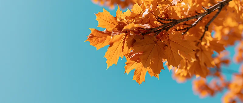 Maple branch with golden-orange leaves against a clear blue sky