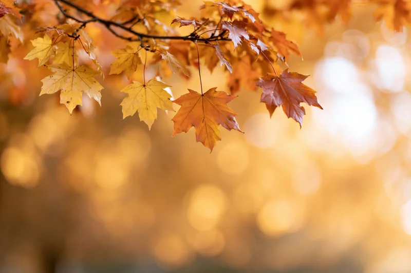 Maple branch with golden-orange leaves hanging in autumn sunlight