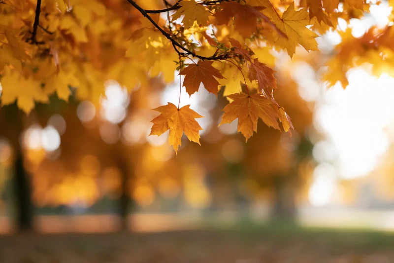 Maple branch with golden-orange leaves hanging in a park during autumn