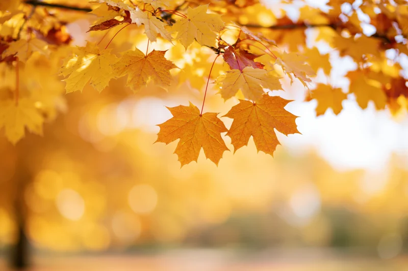 Golden-orange maple leaves hanging from a branch in autumn sunlight