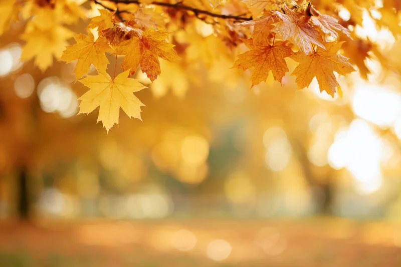 Golden maple leaves hanging from a branch in autumn park with soft sunlight and blurred background