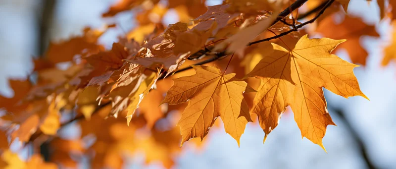 Maple leaves in autumn colors on a branch against a bright sky