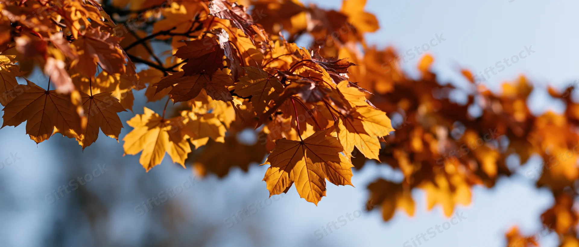 Maple branches with orange and golden leaves against a blue sky in autumn