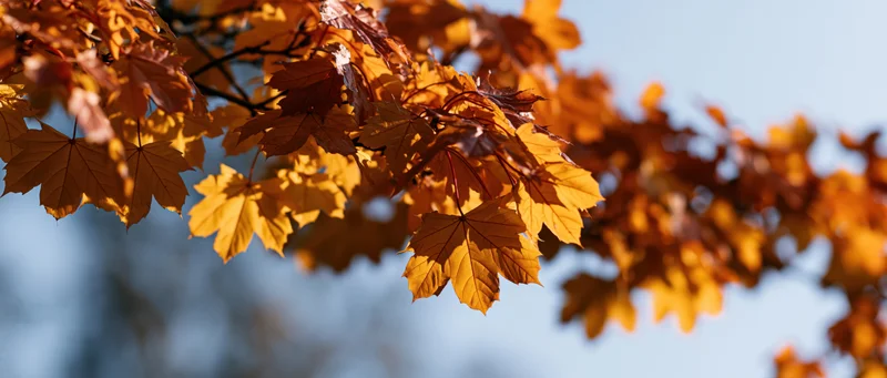 Maple branches with orange and golden leaves against a blue sky in autumn