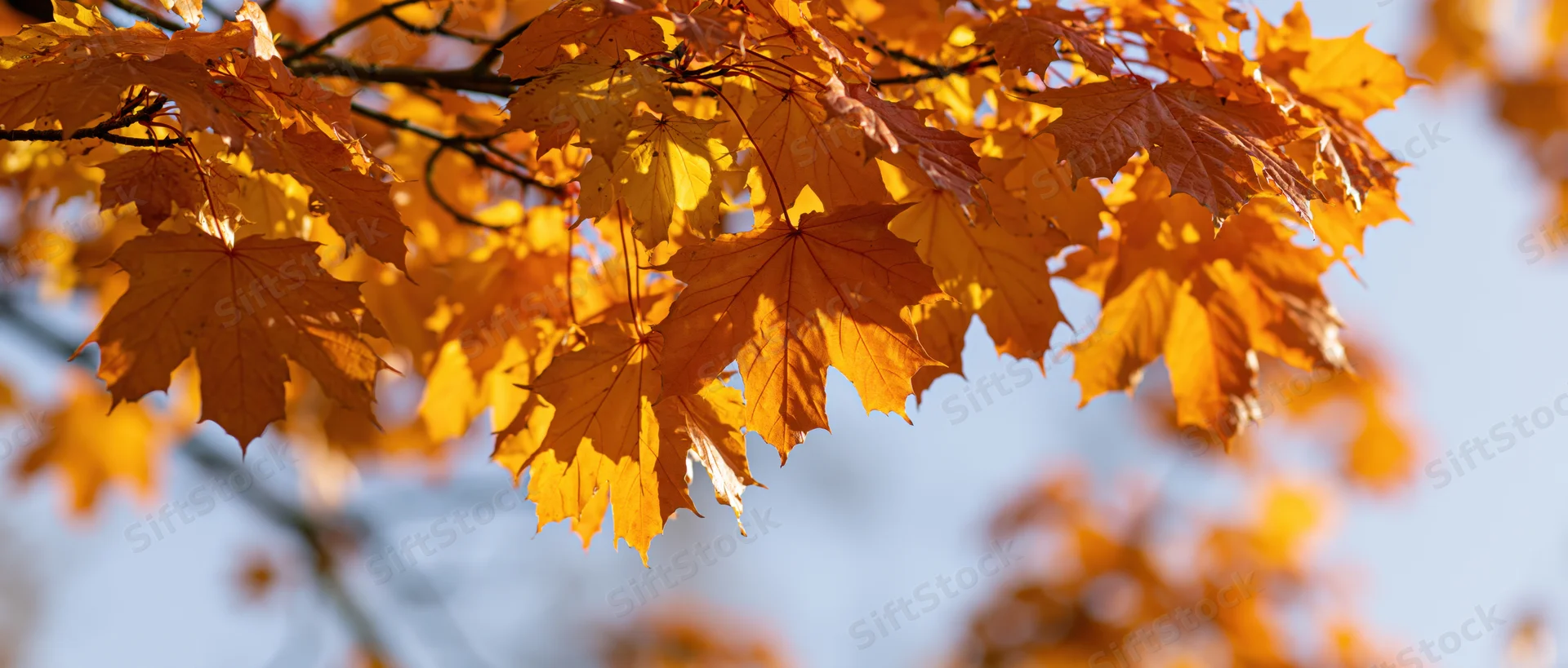 Maple leaves in autumn colors against a clear blue sky