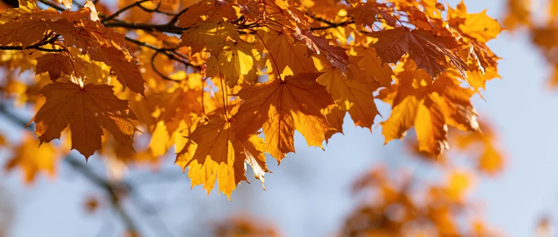 Maple leaves in autumn colors against a clear blue sky