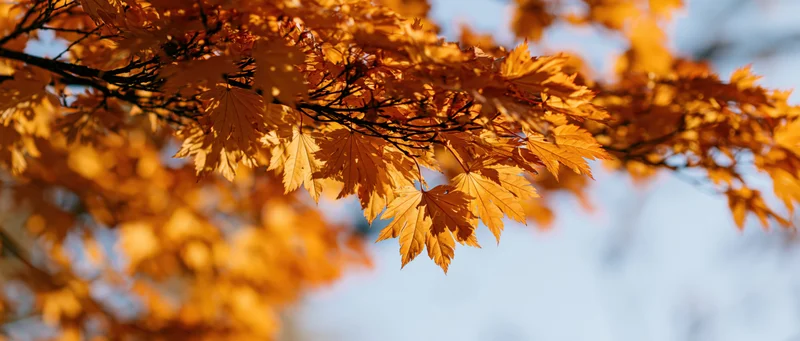 Maple branches with orange and golden leaves against a clear sky in autumn