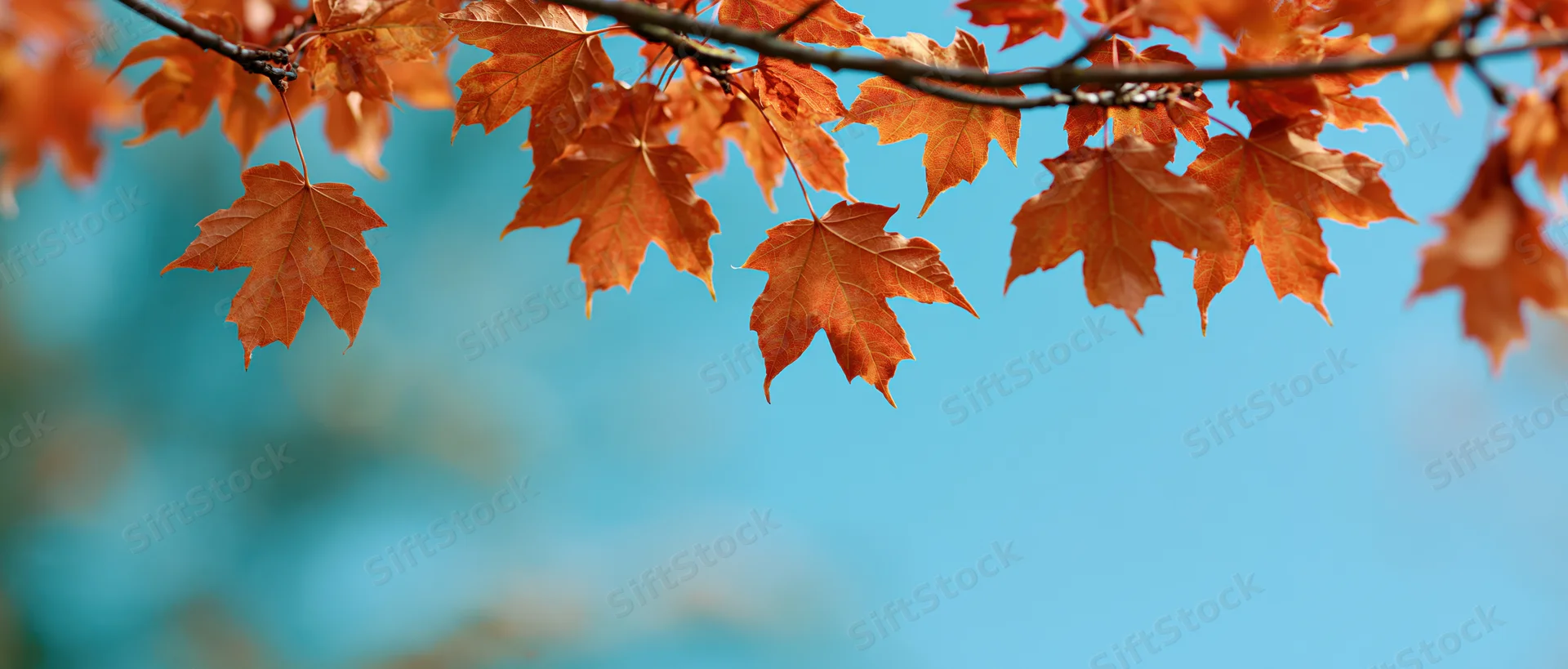 Maple leaves in autumn hanging from a branch against a blue sky
