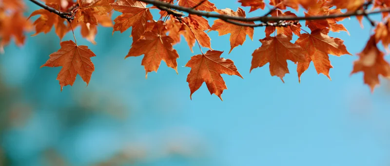 Maple leaves in autumn hanging from a branch against a blue sky