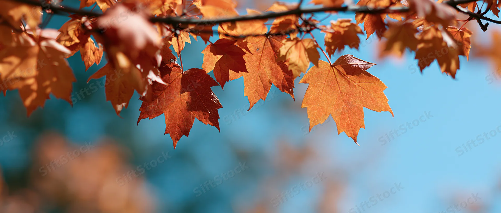 Maple leaves in autumn colors hanging from a branch against a blue sky