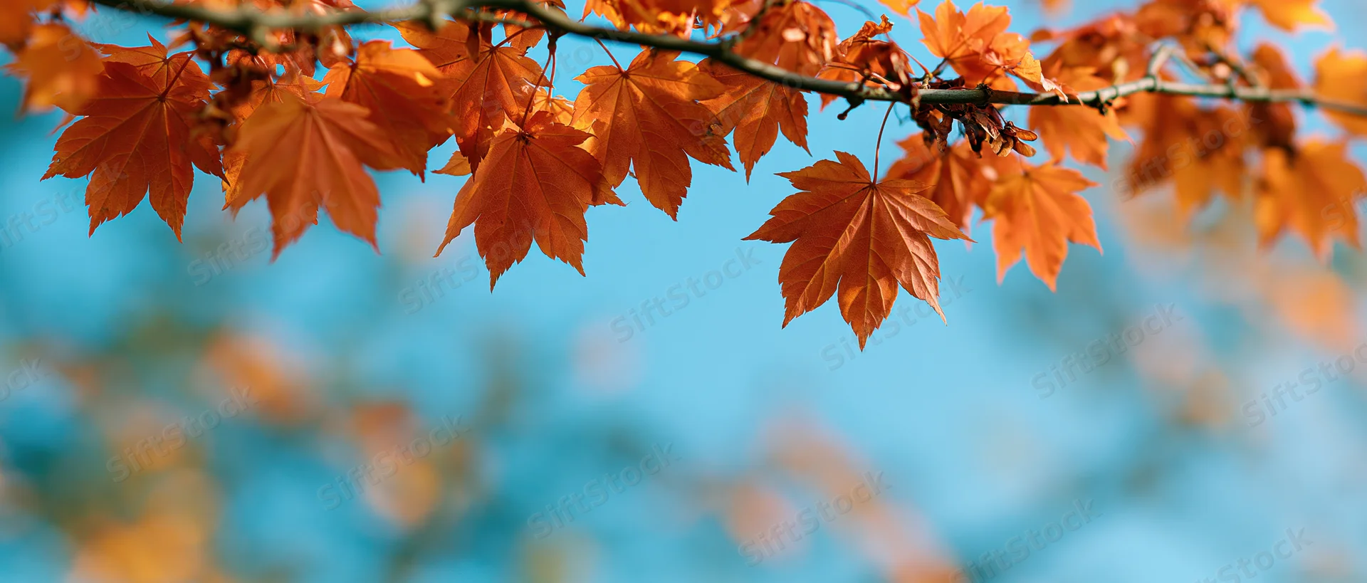 Maple branches with orange leaves against a blue sky in autumn