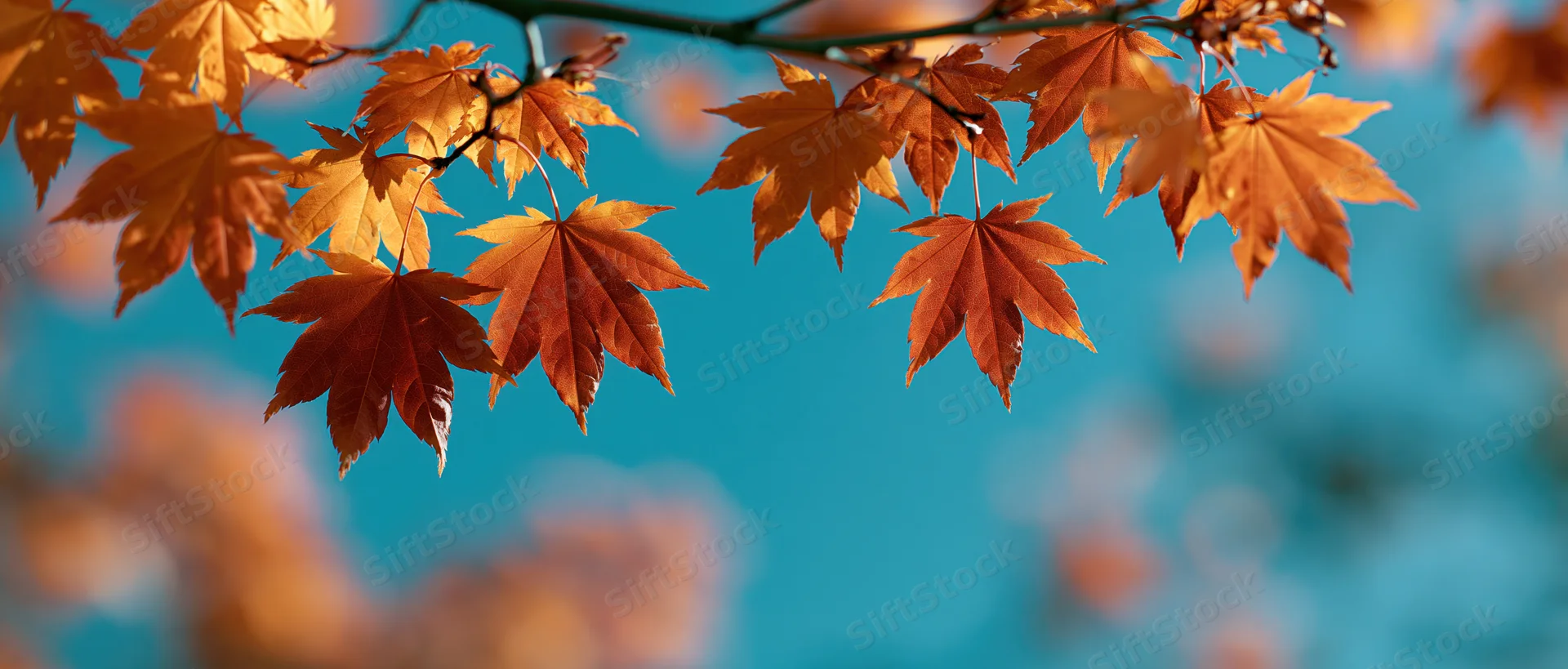 Maple leaves in autumn colors hanging against a blue sky