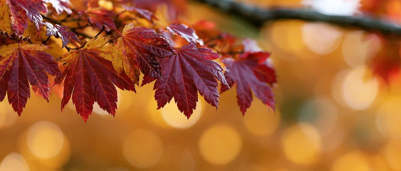 Maple leaves in deep red and orange hues on a branch against a warm bokeh background