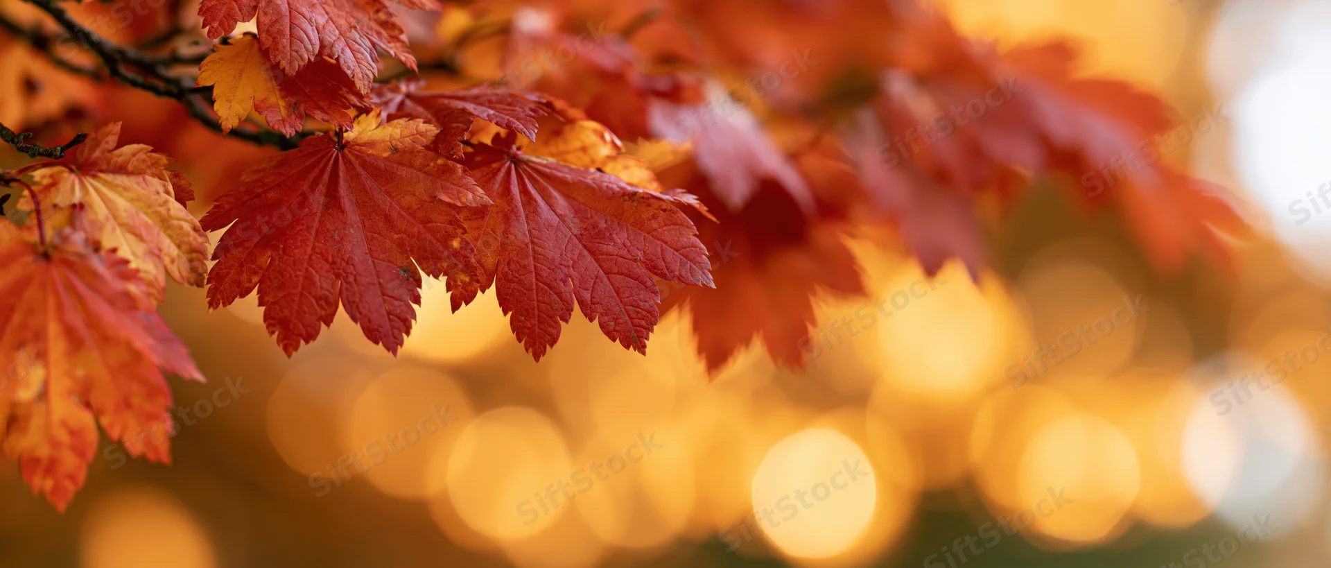 Maple branches with red and orange leaves in autumn, set against a warm bokeh background