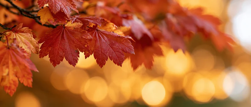 Maple branches with red and orange leaves in autumn, set against a warm bokeh background