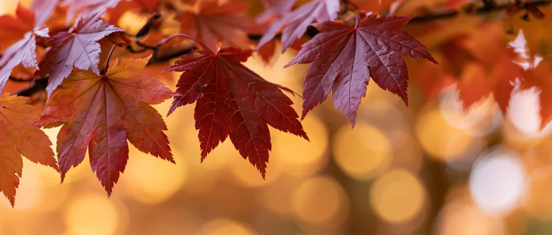 Maple leaves in autumn colors against a warm bokeh background