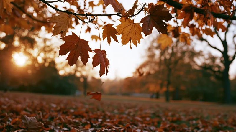 Maple leaves falling from branches over a carpet of fallen foliage in a park clearing at sunset