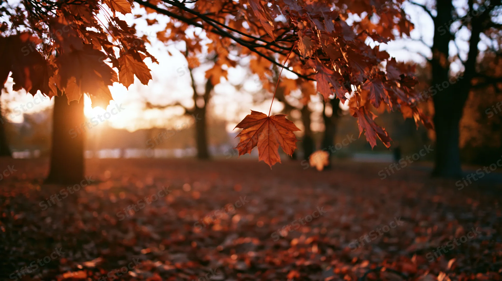 Autumn maple branches with leaves hanging over a park clearing at sunset