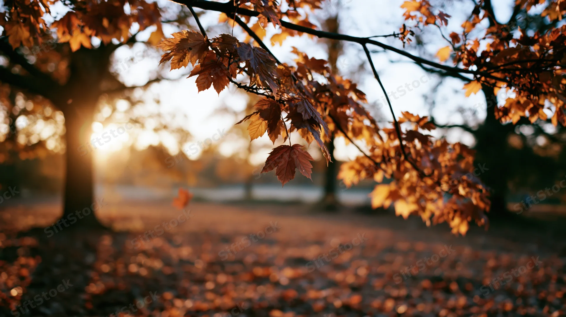 Maple branches with falling leaves in a park clearing at sunset