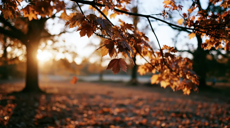 Maple branches with falling leaves in a park clearing at sunset