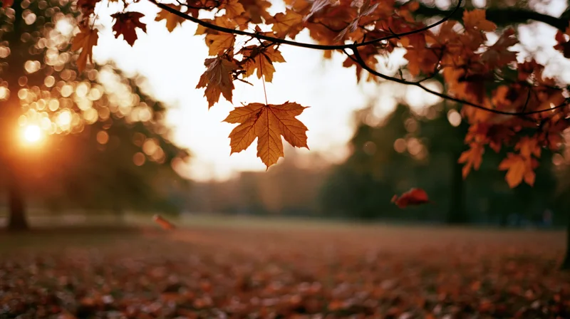 Maple leaves falling in a park clearing at sunset