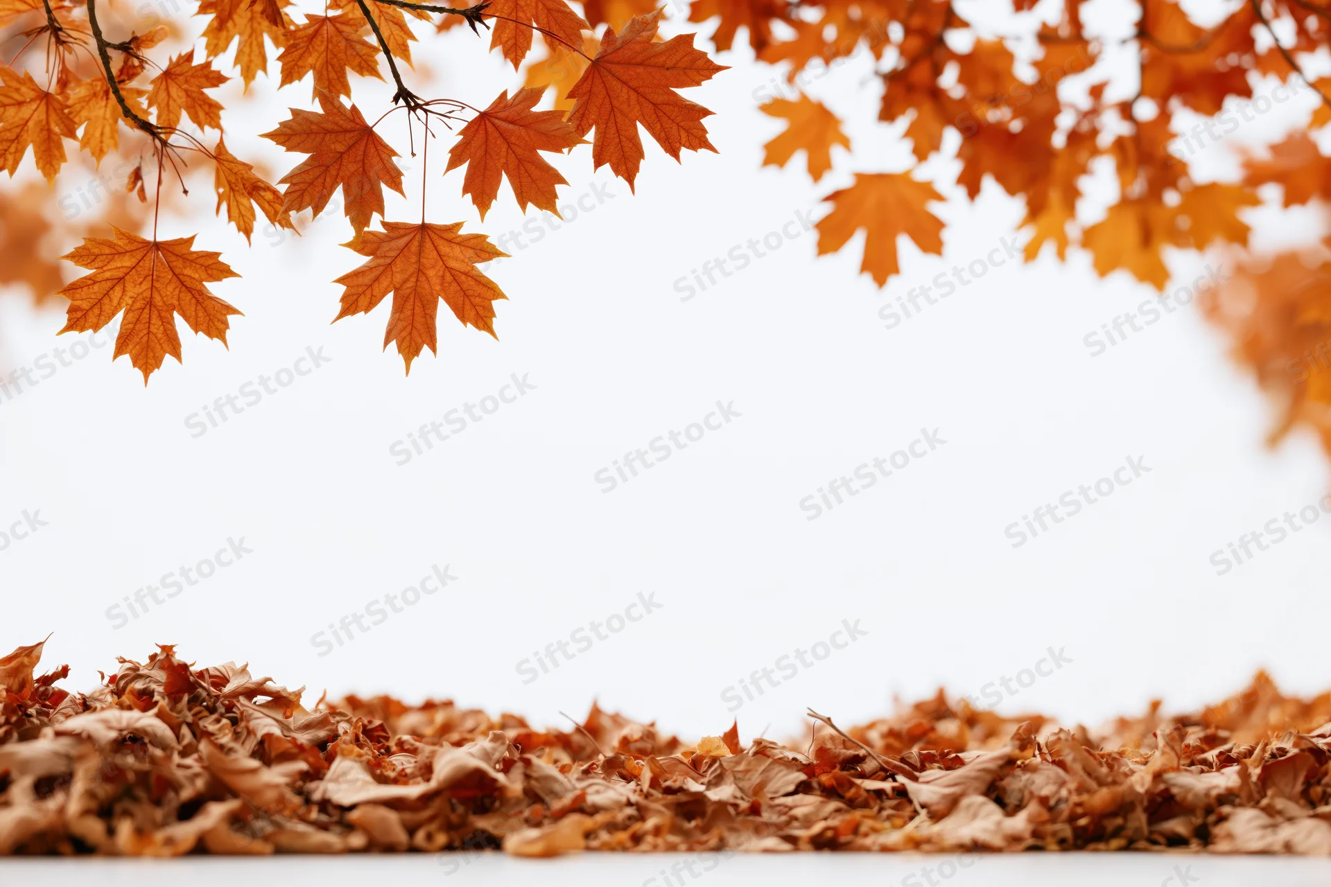 Autumn maple leaves arching over a pile of fallen foliage against a white background